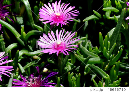 三鷹中原に咲くピックのマツバギク 46656710