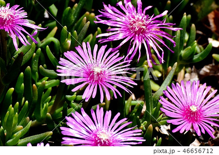 三鷹中原に咲くピックのマツバギク 46656712