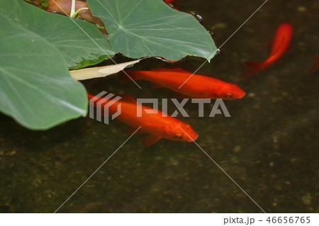 金魚 46656765