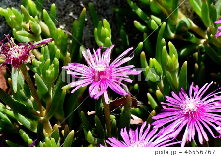 三鷹中原に咲くピックのマツバギク 三鷹中原に咲くピックのマツバギク 46656767