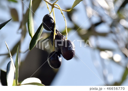 三鷹中原になる完熟オリーブの実 46656770