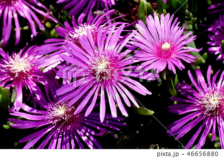 三鷹中原に咲くピックのマツバギク 46656880