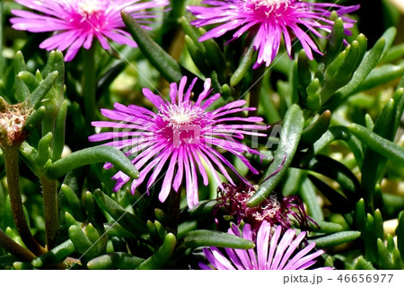 三鷹中原に咲くピックのマツバギク 46656977