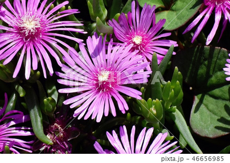 三鷹中原に咲くピックのマツバギク 46656985