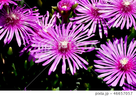 三鷹中原に咲くピックのマツバギク 46657057