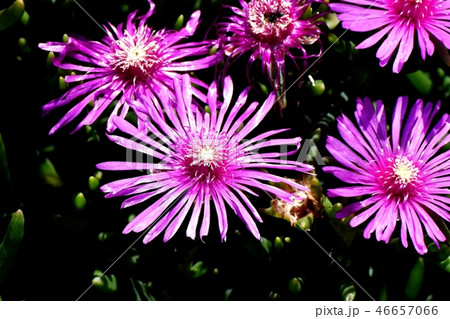 三鷹中原に咲くピックのマツバギク 46657066