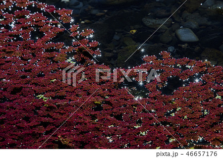 台湾 浮かぶ 浮く 46657176