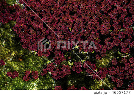 台湾 浮かぶ 浮く 46657177