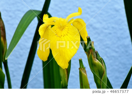 三鷹中原に咲く黄色いアヤメ 46657377