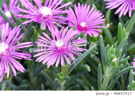 三鷹中原に咲くピンクのマツバギク 46657417