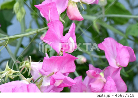 三鷹中原に咲くピンクのスイートピー 46657519
