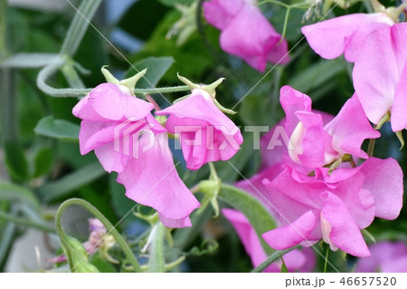 三鷹中原に咲くピンクのスイートピー 46657520