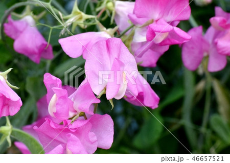 三鷹中原に咲くピンクのスイートピー 46657521