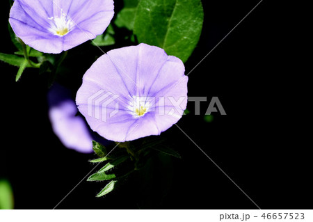 三鷹中原に咲くセイヨウヒルガオヒルガオ（コンボルブルス） 46657523