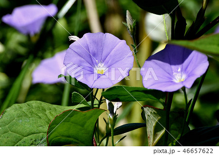 三鷹中原に咲くセイヨウヒルガオヒルガオ（コンボルブルス） 46657622