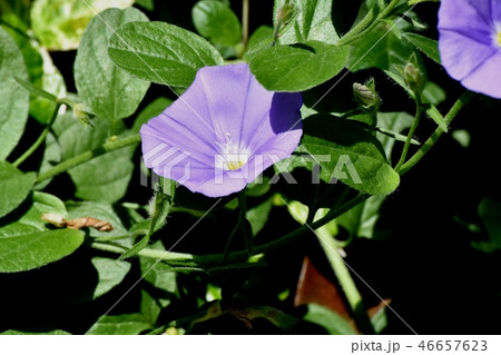 三鷹中原に咲くセイヨウヒルガオヒルガオ(コンボルブルス) 三鷹中原に咲くセイヨウヒルガオヒルガオ(コンボルブルス) 46657623