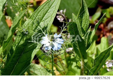 三鷹中原に咲くニゲラの花 46657626
