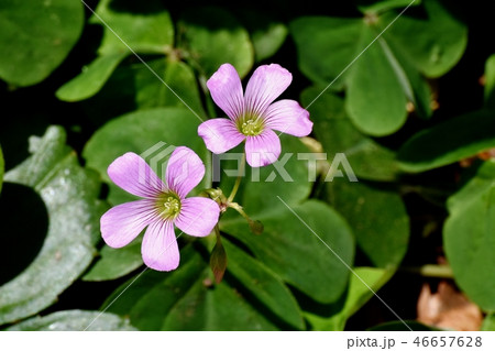 三鷹中原に咲くムラサキカタバミ 46657628