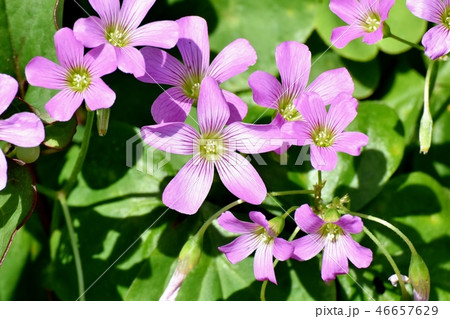 三鷹中原に咲くムラサキカタバミ 46657629