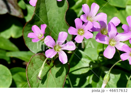 三鷹中原に咲くムラサキカタバミ 46657632