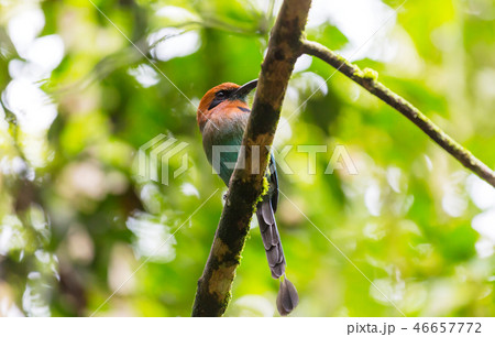 Motmot Motmot 46657772