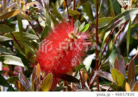 三鷹中原に咲く赤いブラシノキの花 46657830