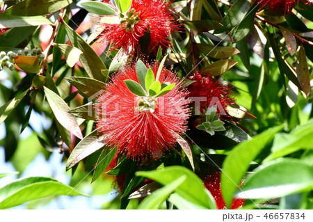 三鷹中原に咲く赤いブラシノキの花 46657834