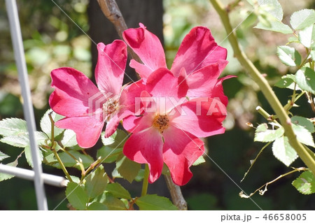 三鷹中原に咲く赤い一重の赤いバラ(カクテル) 三鷹中原に咲く赤い一重の赤いバラ(カクテル) 46658005