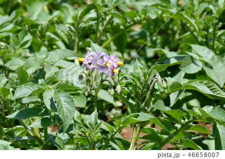 三鷹中原に咲く紫色のジャガイモの花 46658007