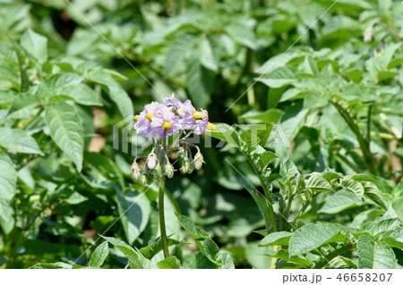 三鷹中原に咲く紫色のジャガイモの花 三鷹中原に咲く紫色のジャガイモの花 46658207