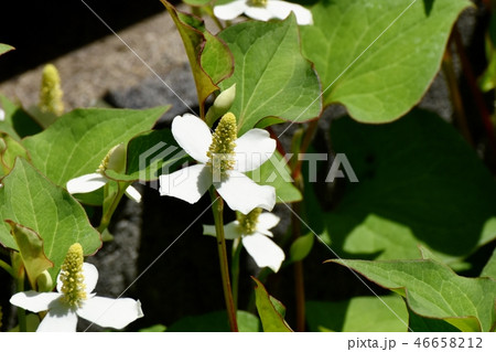 三鷹中原に咲く白いドクダミの花 三鷹中原に咲く白いドクダミの花 46658212