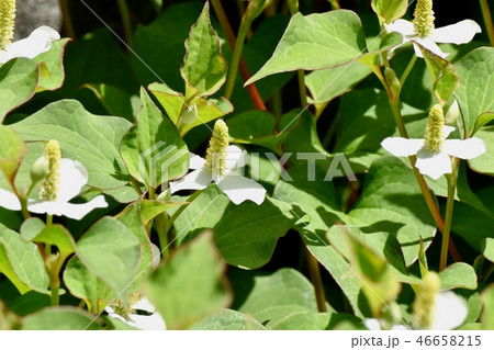 三鷹中原に咲く白いドクダミの花 46658215