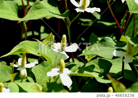 三鷹中原に咲く白いドクダミの花 三鷹中原に咲く白いドクダミの花 46658236