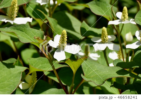 三鷹中原に咲く白いドクダミの花 46658241