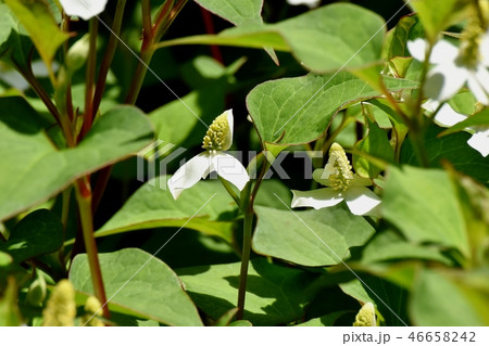 三鷹中原に咲く白いドクダミの花 三鷹中原に咲く白いドクダミの花 46658242