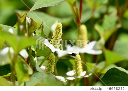 三鷹中原に咲く白いドクダミの花 三鷹中原に咲く白いドクダミの花 46658252