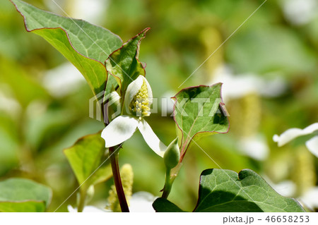 三鷹中原に咲く白いドクダミの花 46658253