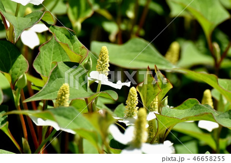 三鷹中原に咲く白いドクダミの花 46658255