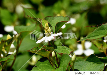 三鷹中原に咲く白いドクダミの花 三鷹中原に咲く白いドクダミの花 46658689
