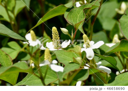 三鷹中原に咲く白いドクダミの花 46658690
