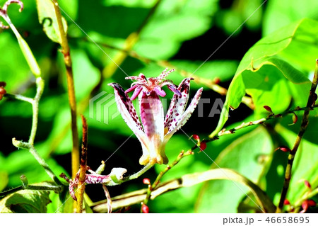 三鷹中原に咲くホトトギス 46658695