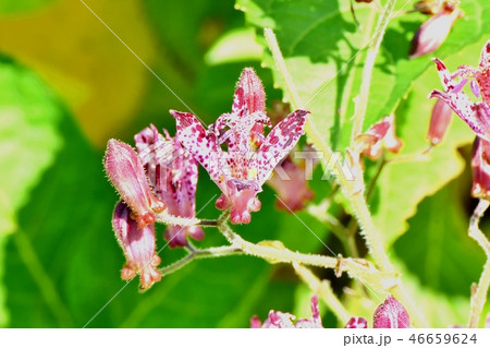 三鷹中原に咲くホトトギス 46659624