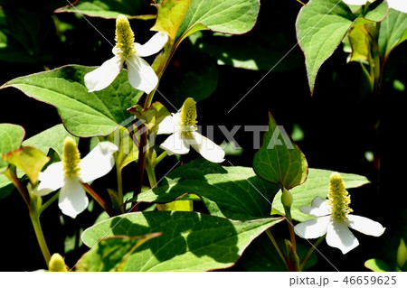 三鷹中原に咲く白いドクダミの花 46659625