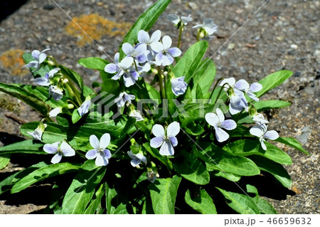三鷹中原に咲くビオラ・ソロリア・プリケアナ 46659632