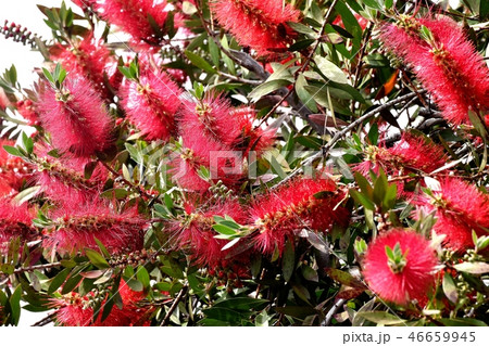 三鷹中原に咲く赤いブラシノキの花 三鷹中原に咲く赤いブラシノキの花 46659945
