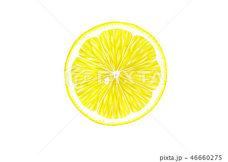 レモンの切り口 水彩画のイラスト素材