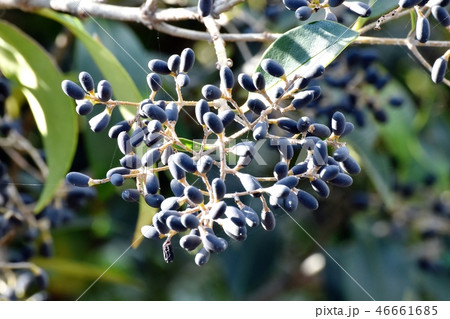 三鷹中原になるネズミモチの実 46661685