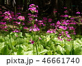 クリンソウの群生 46661740