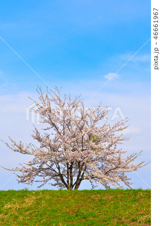 桜景　桧木内川堤 46661967