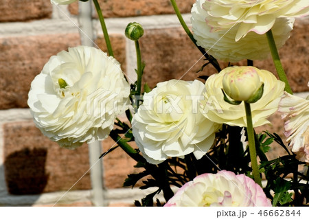 三鷹中原に咲くハナキンポウゲ 46662844